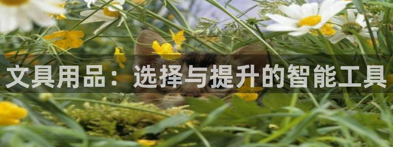 卧龙玩娱乐场：文具用品：选择与提升的智能